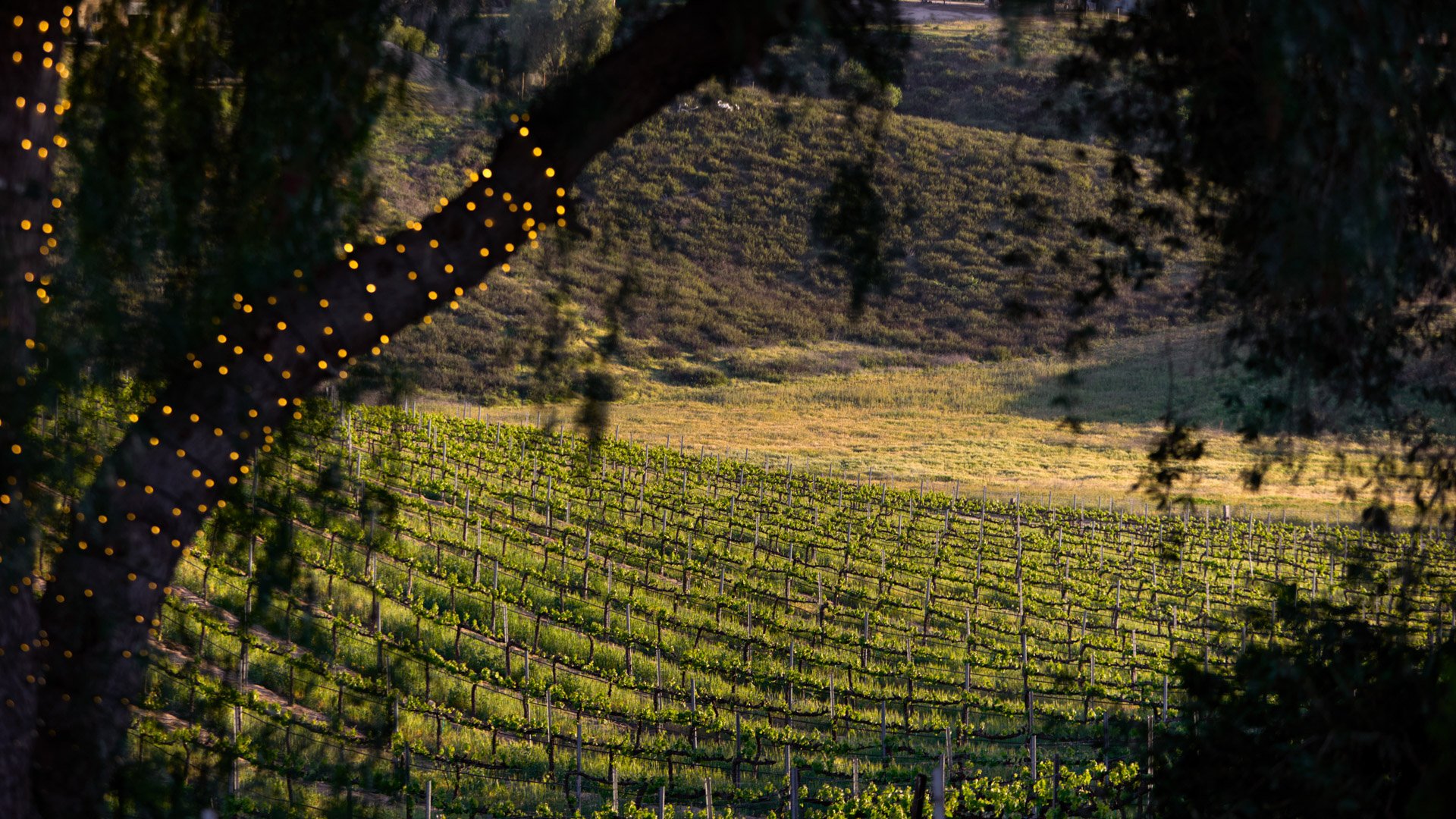 Rows of grapevines at Bel Vino Winery captured at twilight with soft golden lighting through vineyard trees.