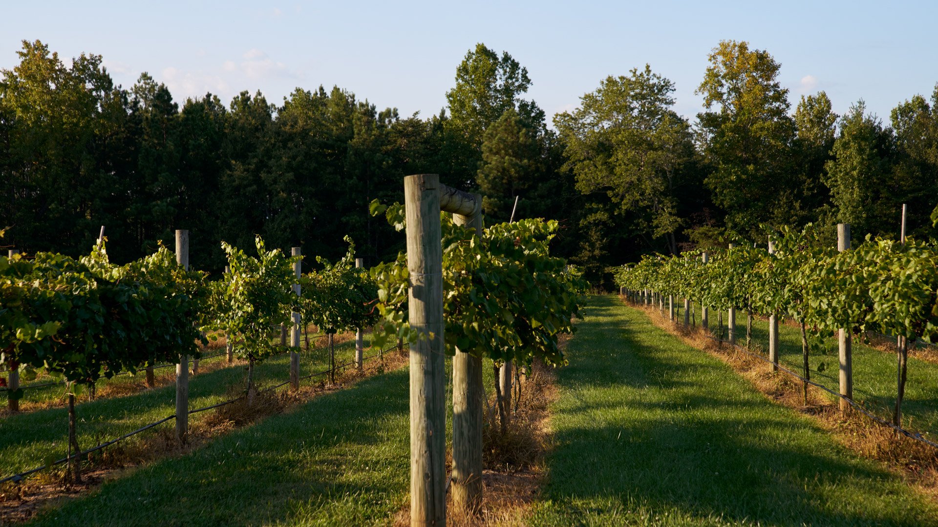10 - Spinning Leaf - SPIN - Overview - Outdoor Location