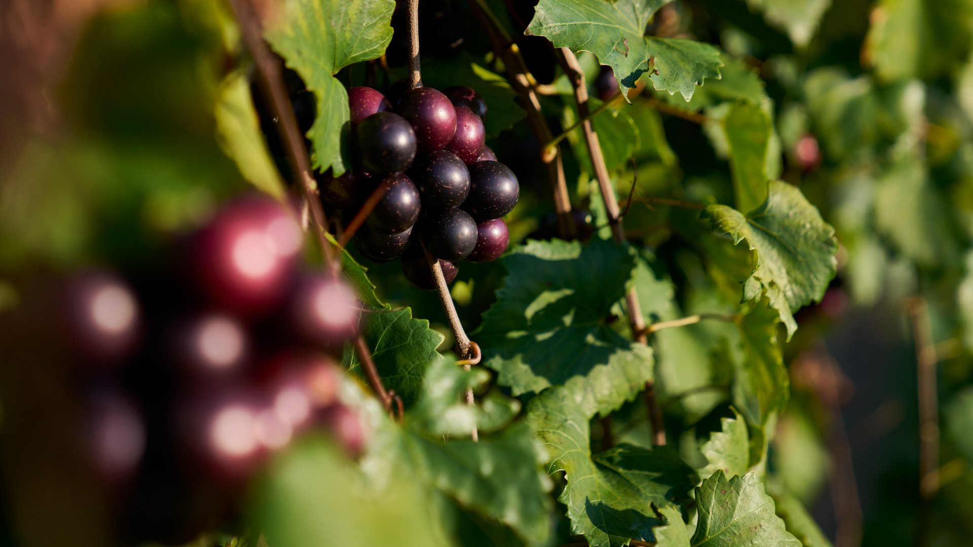 11 - Spinning Leaf - SPIN - Overview - Outdoor Location