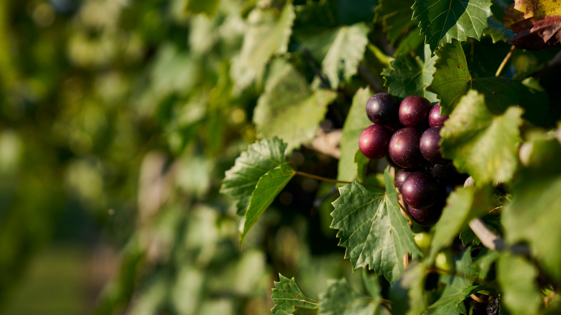 32 - Spinning Leaf - SPIN - Overview - Outdoor Location