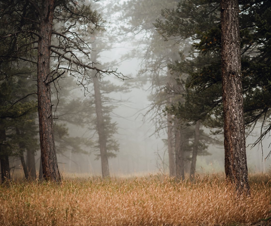 Forest Meadow Views - The Pines by Wedgewood Weddings - 3