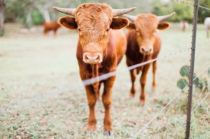 Hofmann Ranch Cattle | Wedgewood Weddings
