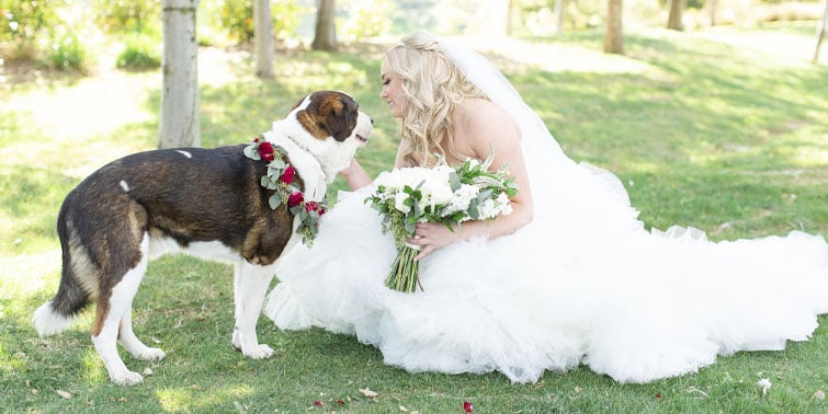 Vellano Estate by Wedgewood Weddings featuring our bride's four legged friend