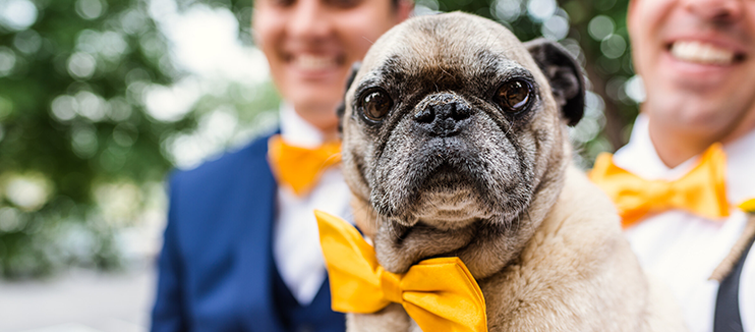 WeddingDates25_dog
