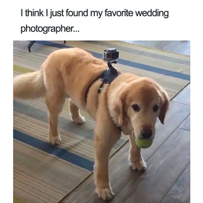 wedding photographer dog