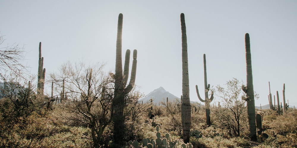 Cactus and desert scenery in Arizona