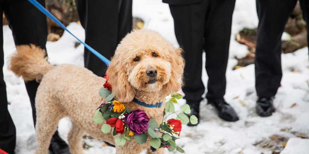 Dog ring bearer in the snow at Boulder Creek by Wedgewood Weddings