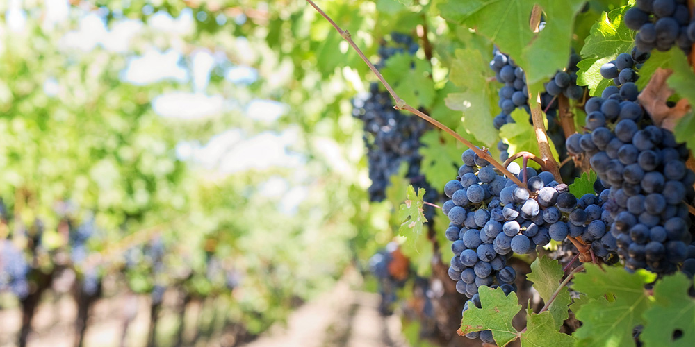 Grapes at a vineyard/winery