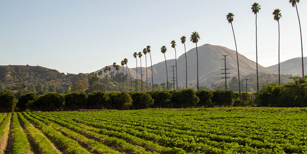 Unveiling Small-Town Delight in Fillmore, CA