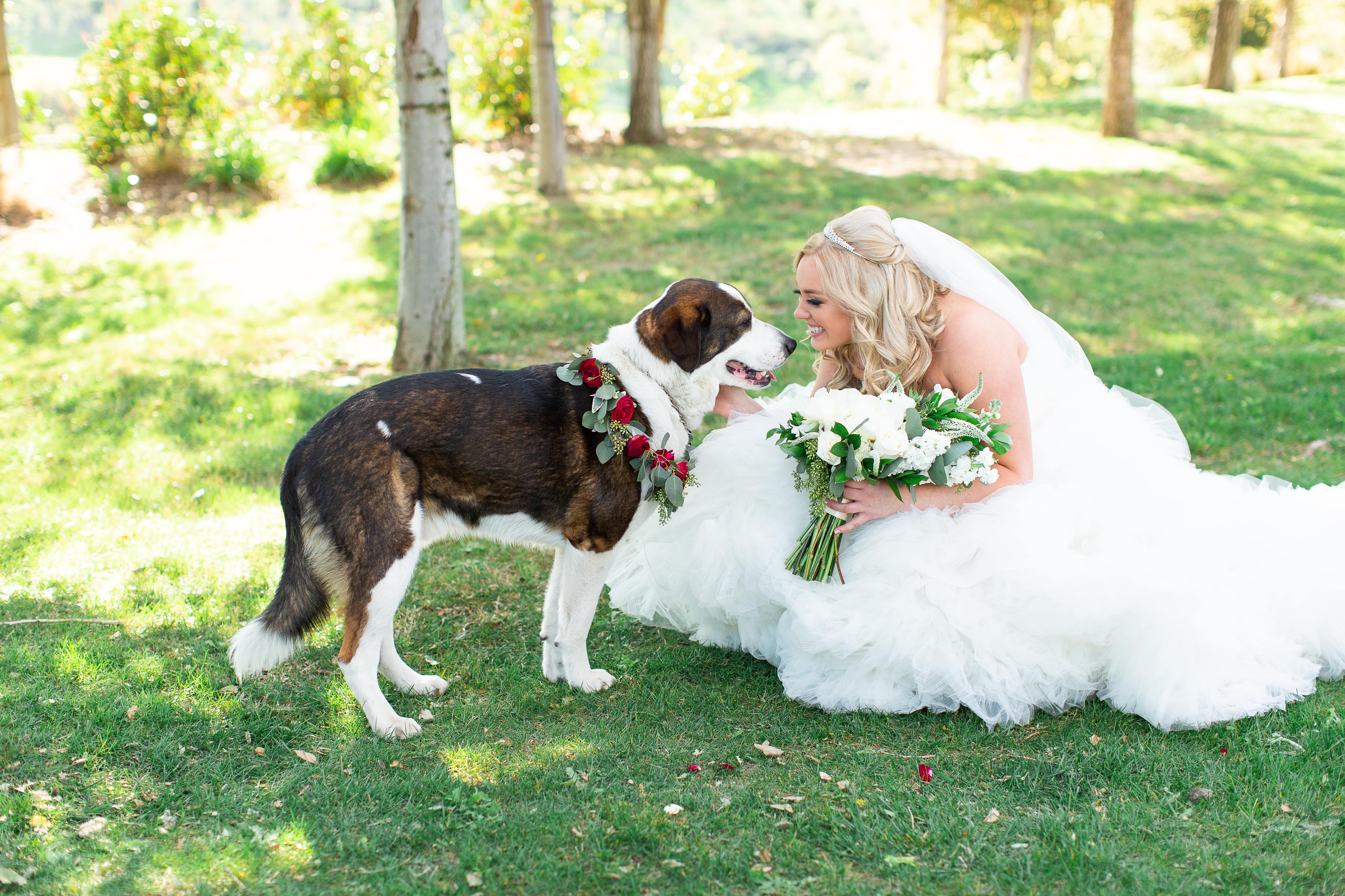 Dog at Vellano Estate wedding ceremony